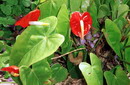 Tail Flower